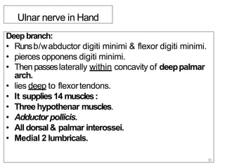 Ulnar nerve in Hand
Deep branch:
• Runsb/wabductor digiti minimi & flexor digiti minimi.
• pierces opponens digiti minimi.
• Then passeslaterally within concavity of deeppalmar
arch.
• lies deep to flexortendons.
• It supplies14 muscles:
• Threehypothenar muscles.
• Adductor pollicis.
• All dorsal& palmar interossei.
• Medial 2 lumbricals.
35
 