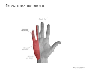 PALMAR CUTANEOUS BRANCH
 