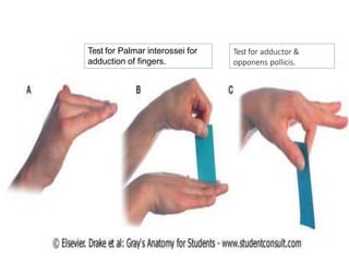 Test for Palmar interossei for
adduction of fingers.
Test for adductor &
opponens pollicis.
 