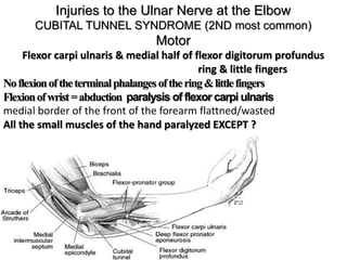 Injuries to the Ulnar Nerve at the Elbow
CUBITAL TUNNEL SYNDROME (2ND most common)
Motor
Flexor carpi ulnaris & medial half of flexor digitorum profundus
ring & little fingers
Noflexionoftheterminalphalangesofthering&littlefingers
Flexionofwrist=abduction paralysis of flexor carpi ulnaris
medial border of the front of the forearm flattned/wasted
All the small muscles of the hand paralyzed EXCEPT ?
 