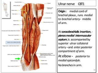 Ulnarnerve C8T1
Origin: medialcord of
brachial plexus, runs medial
to brachial artery- middle
ofarm.
At coracobrachialis insertion,-
piercesmedial intermuscular
septum,is accompaniedby
superior ulnar collateral
artery –and enter posterior
compartment ofarm.
At elbow - posteriorto
medialepicondyle.
Nobranchesin arm.
30
 