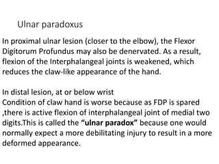 Ulnar paradoxus
In proximal ulnar lesion (closer to the elbow), the Flexor
Digitorum Profundus may also be denervated. As a result,
flexion of the Interphalangeal joints is weakened, which
reduces the claw-like appearance of the hand.
In distal lesion, at or below wrist
Condition of claw hand is worse because as FDP is spared
,there is active flexion of interphalangeal joint of medial two
digits.This is called the “ulnar paradox” because one would
normally expect a more debilitating injury to result in a more
deformed appearance.
 