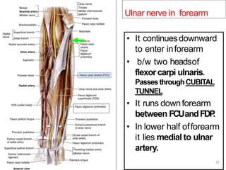 Ulnar nerve in forearm
• It continuesdownward
to enter inforearm
• b/w two headsof
flexorcarpi ulnaris.
PassesthroughCUBITAL
TUNNEL
• It runs downforearm
between FCUandFDP
.
• In lower half offorearm
it lies medial to ulnar
artery.
31
 