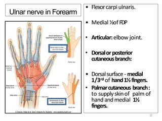 Ulnar nerve in Forearm
• Flexorcarpiulnaris.
• Medial ½ofFDP
• Articular:elbow joint.
• Dorsalorposterior
cutaneousbranch:
• Dorsalsurface- medial
1/3rd of hand1½fingers.
• Palmarcutaneous branch:
to supplyskinof palm of
handandmedial 1½
fingers.
32
 