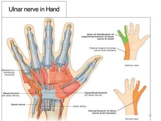 Ulnar nerve in Hand
33
 