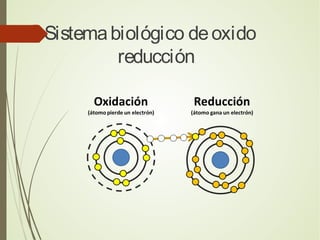  Sistemabiológico deoxido
reducción
 