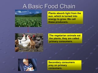 A Basic Food Chain
Plants absorb light from the
sun, which is turned into
energy to grow. We call
these producers.
The vegetarian animals eat
the plants, they are called
primary consumers.
Secondary consumers
prey on primary
consumers.
 