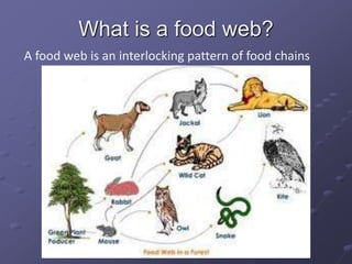8084_Ecosystem.ppt
