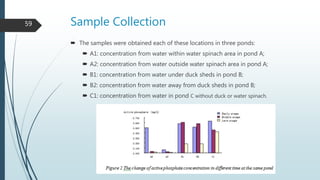 Sample Collection
 The samples were obtained each of these locations in three ponds:
 A1: concentration from water within water spinach area in pond A;
 A2: concentration from water outside water spinach area in pond A;
 B1: concentration from water under duck sheds in pond B;
 B2: concentration from water away from duck sheds in pond B;
 C1: concentration from water in pond C without duck or water spinach.
59
 