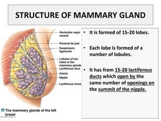 809_Mammary_gland-1.ppt