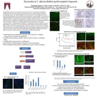 Dissociation of C. albicans Biofilms by Anti-amyloid Compounds
Desmond N. Jackson1, Lin Yang1,2, Edward J. Kennelly2,3, and Peter N. Lipke1,2
1Biology Department, Brooklyn College CUNY, Brooklyn, NY; 2The Graduate Center CUNY, New York, NY;
3Department of Biological Sciences, Lehman College CUNY, Bronx, NY
Fungal biofilms represent an increasing strain on resources in the clinic, where fungal contamination of
indwelling catheters has become pervasive. Along with this increase, an alarming amount of fungi are
becoming drug resistant. This situation highlights the need for investment in the development of new anti-
fungal chemotherapy regimens to help combat invasive fungal disease caused by biofilms. Since most current
anti-fungal drugs target some aspect of the cells’ genetic machinery, we propose that other compartments in
addition to genetics be exploited in the development of new biofilm eradication strategies. Here we present
preliminary evidence in support of the hypothesis that protein-protein interactions of amyloid forming adhesins
in the extracellular compartment of C. albicans biofilms provide a promising target for intervention.
Treatment of mature C. albicans biofilms with thioflavin-T or xanthochymol resulted in significant decrease in
biofilm viability as measured by XTT assay. Confocal microscopy analysis revealed a dramatic reduction in
hyphae in the presence of anti-amyloid compounds used in these experiments. Further, there are synergistic
interactions between the anti-amyloid xanthochymol and fluconazole against fungal biofilms. Based on these
experiments we propose that the extracellular compartment of fungal biofilms containing amyloid forming
adhesins represents a credible target for intervention against established fungal biofilms.
 Biofilm growth and encapsulation in protective ECM is pervasive, resulting in
increased cost for treatment and eradication
 Candida albicans growing as biofilms shows increased resistance to antifungal
drugs.
 Candida albicans drug resistance is multifactorial
 New targets for chemotherapeutic intervention need to be developed.
 Role of amyloid forming adhesins in biofilm drug resistance remains unexplored.
Methods
Relativeabsorbance
Figure 2: C. albicans biofilms were treated with or without Thioflavin
T(30μm). XTT assay was performed immediately on addition (0hr) or 24
hours after addition.
μM Thioflavin T inhibits formation of new biofilm
Figure 1: C. albicans biofilms are thioflavin T, positive. Mature biofilms
were stained with 300nM ThT prior to epi-fluoresence imaging. Blue
fluorescence observed in Figure 1 is indicative of the presence of
amyloid-like interactions in the biofilm.
Mature Candida albicans biofilms contain
amyloid like deposits
Results
Fig. 3. Anti-amyloid peptide was
applied to mature biofilms for 24hrs.
Biofilms were washed then stained
with syto-9/PI for 30 min, followed by
CLSM. 3D projections of biofilms are
depicted in the figure.
Reconstructions were done using
Imagej.
An anti-amyloid peptide targets hyphae
Xanthochymol & Fluconazole
Control Fluconazole
Xanthochymol
Figure 5: Mature C. albicans biofilms were treated with or without xanthochymol (100μg/ml) and fluconazole for 24hrs. XTT assay
and confocal microscopy were performed. 3D projections were reconstructed using Imagej.
Xanthochymol is a potential anti-amyloid compound
Figure 4: C. albicans cells was assayed in
the absence (left) or presence (right) of
xanthochymol. 45 min aggregaton assays
with BSA-coated magnetic beads (brown).
Formation of large aggregates is dependent
on formation of cell surface amyloid
nanodomains.
Figure 6: Mature C. albicans biofilms were treated with or without rifamycin (120μM) and caspofungin (.0325 μg/ml.) for 24hrs. After treatment, the
health of the biofilm was assayed by XTT and CLSM. 3D reconstruction was done using Imagej.
Attachment phase 90
min in PBS
24 hour Biofilm growth in RPMI
–MOPS pH 7.2, 370C
2 fold dilution and addition of test
compounds and antifungals
XTT assay, absorbance
at 492nM
Confocal
Microscopy Syto-9/PI
staining
Our screens yielded two putative anti-amyloid compounds.
 Enhanced activity of fluconazole by xanthochymol against C. albicans biofilms.
 Hyphal toxicity of putative anti-amyloid xanthochymol.
 Inhibition of biofilm growth by the anti-amyloid thioflavin T.
 Rifamycin, known to be anti-amyloid, enhanced activity of caspofungin.
Conclusions
Introduction
V326N
Control
Xanthochymol is synergistic with fluconazole
The anti-amyloid compound rifamycin enhances activity of caspofungin
Control
Rifamycin + caspofungin
Rifamycin
Caspofungin
Acknowledgements
Supported by R01 GM098616
 