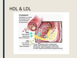 HDL & LDL