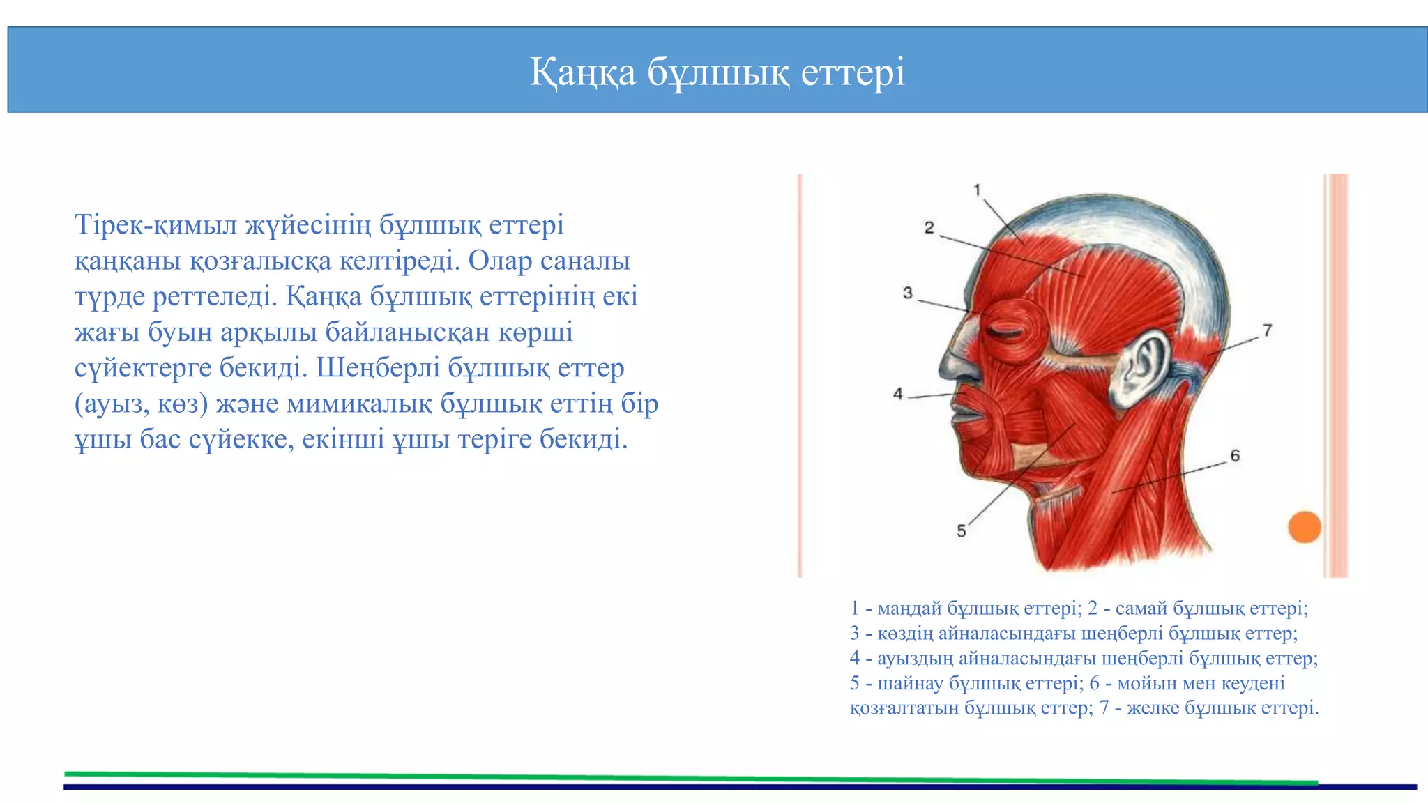 Менің әйелім аузында трахает (орыс порно) Помпаның анальды фистингі