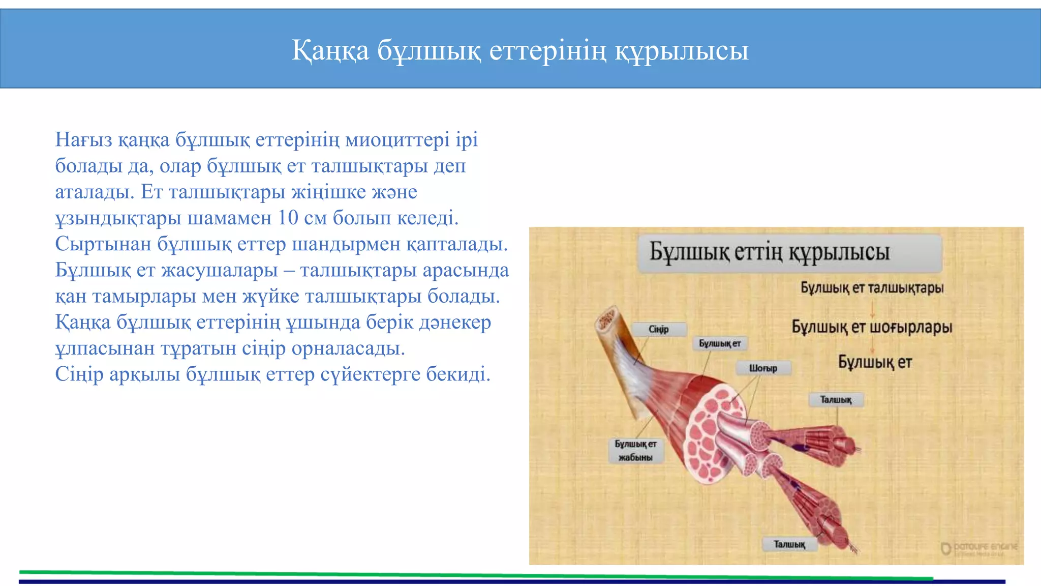 Апаймен орысша секс видео