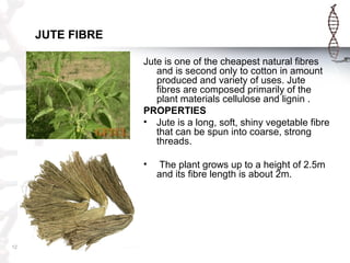 JUTE FIBRE
12
Jute is one of the cheapest natural fibres
and is second only to cotton in amount
produced and variety of uses. Jute
fibres are composed primarily of the
plant materials cellulose and lignin .
PROPERTIES
• Jute is a long, soft, shiny vegetable fibre
that can be spun into coarse, strong
threads.
• The plant grows up to a height of 2.5m
and its fibre length is about 2m.
 