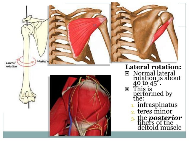 811_Anatomy-of-shoulder-joint.ppt