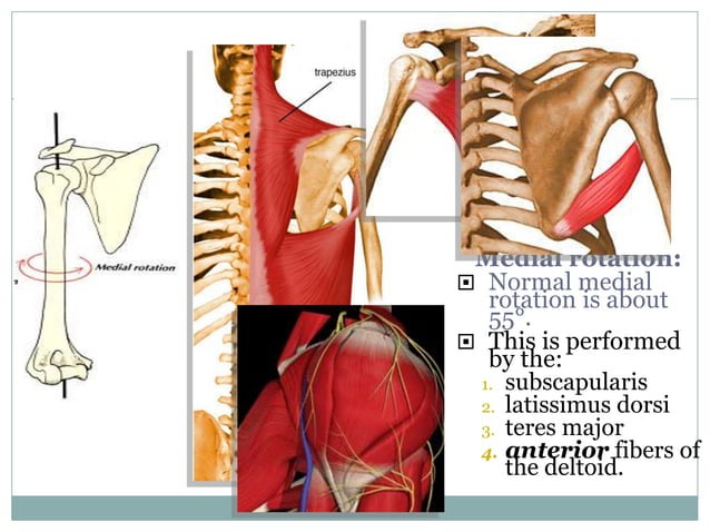811_Anatomy-of-shoulder-joint.ppt