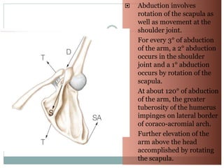 811_Anatomy-of-shoulder-joint.ppt