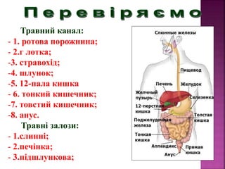 8 клас 13 урок Узагальнення по темі травлення.ppt