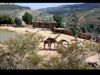 813 biblical zoo