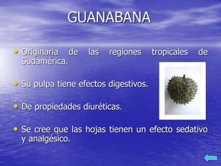GUANABANA
• Originaria de las regiones tropicales de
Sudamérica.
• Su pulpa tiene efectos digestivos.
• De propiedades diuréticas.
• Se cree que las hojas tienen un efecto sedativo
y analgésico.
 