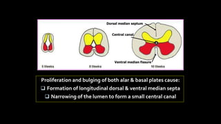 Embryology and Development of Spinal Dysraphism and Tethered Spinal ...