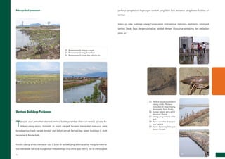 12
Beberapa hasil penanaman
22
23 24
22. Penanaman di pinggir sungai
23. Penanaman di tengah tambak
24. Penanaman di kanal dan saluran air
Bantuan Budidaya Perikanan
T
ahapan awal pemulihan ekonomi melalui budidaya tambak dilakukan melalui uji coba bu­
didaya udang windu. Komoditi ini masih menjadi harapan masyarakat walaupun pada
kenyataannya masih banyak kendala dan belum pernah berhasil lagi dalam budidaya di Aceh
terutama di Banda Aceh.
Kondisi udang windu memasuki usia 2 bulan di tambak yang awalnya sehat mengalami kema­
tian mendadak hal ini di mungkinkan mewabahnya virus white spot (WSV), hal ini menunjukan
perlunya pengelolaan lingkungan tambak yang lebih baik terutama pengelolaan kulaitas air
tambak.
Selain uji coba budidaya udang Conservation International Indonesia membantu kelompok
tambak Deyah Raya dengan perbaikan tambak dengan khususnya pematang dan perbaikan
pintu air.
2726
25
29
28
25. Melihat lokasi pendederan
udang windu (Penaeus
monodon) di Desa Tibang,
Kecamatan Syiah Kuala
26. Kondisi udang yang sehat
berumur 1 bulan
27. Udang yang terkena white
spot
28. Papan penahan di bagian
luar tambak
29. Papan dipasang di bagian
dalam tambak
 