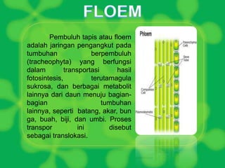Fungsi utama jaringan angkut floem adalah
