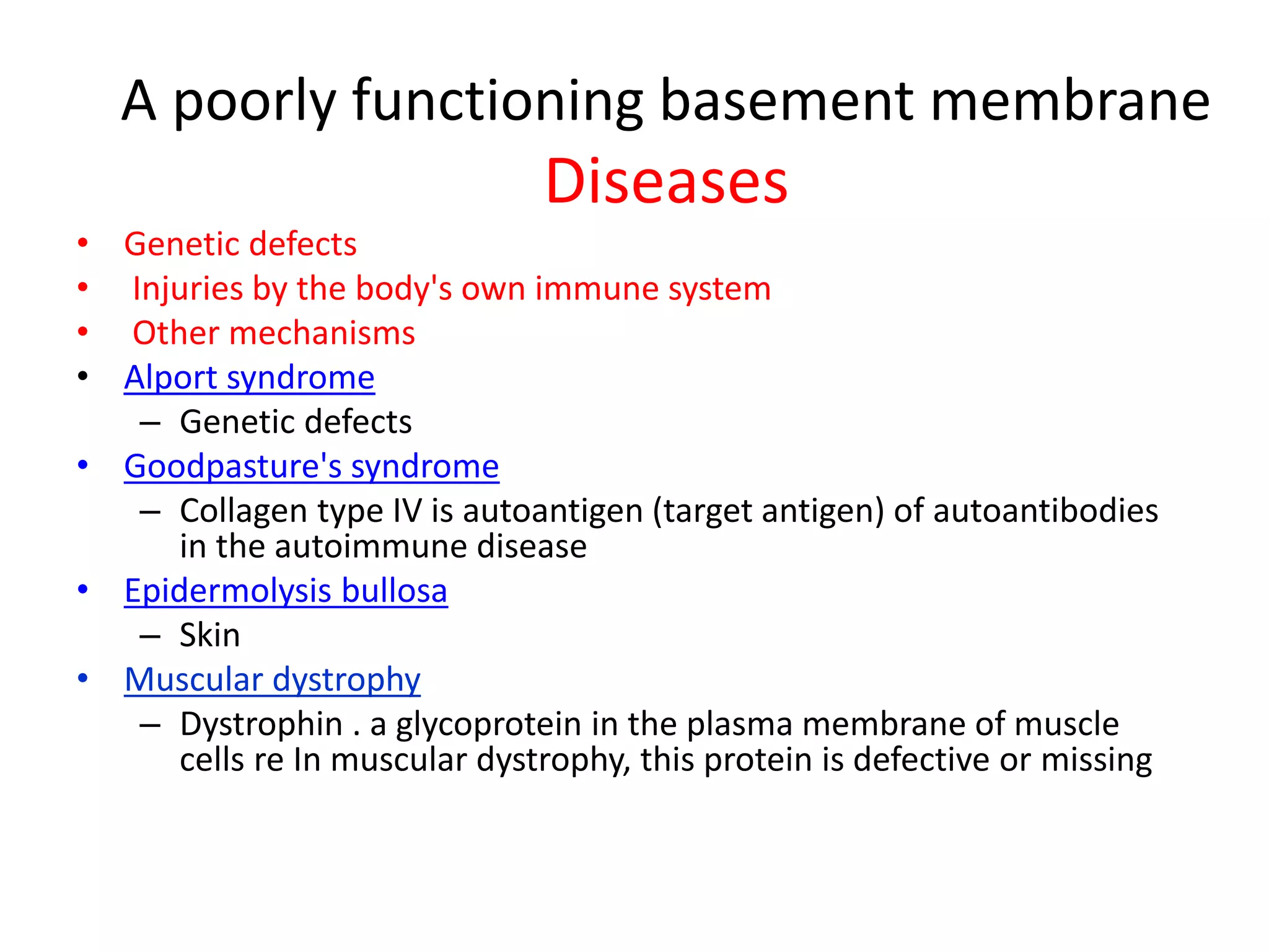 A poorly functioning basement membrane
Diseases
• Genetic defects
• Injuries by the body's own immune system
• Other mechanisms
• Alport syndrome
– Genetic defects
• Goodpasture's syndrome
– Collagen type IV is autoantigen (target antigen) of autoantibodies
in the autoimmune disease
• Epidermolysis bullosa
– Skin
• Muscular dystrophy
– Dystrophin . a glycoprotein in the plasma membrane of muscle
cells re In muscular dystrophy, this protein is defective or missing
 