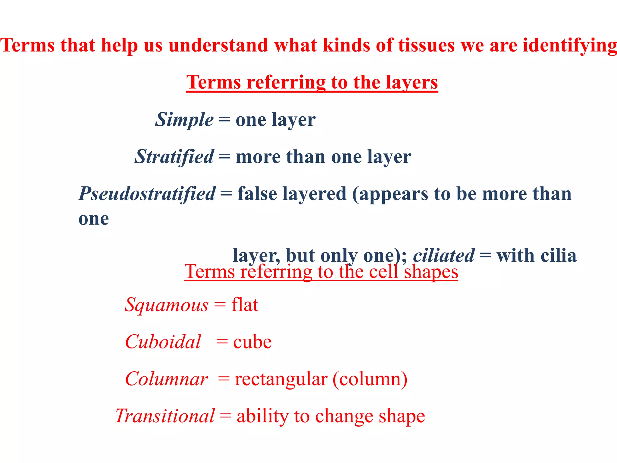 Terms that help us understand what kinds of tissues we are identifying
Terms referring to the layers
Simple = one layer
Stratified = more than one layer
Pseudostratified = false layered (appears to be more than
one
layer, but only one); ciliated = with cilia
Terms referring to the cell shapes
Squamous = flat
Cuboidal = cube
Columnar = rectangular (column)
Transitional = ability to change shape
 