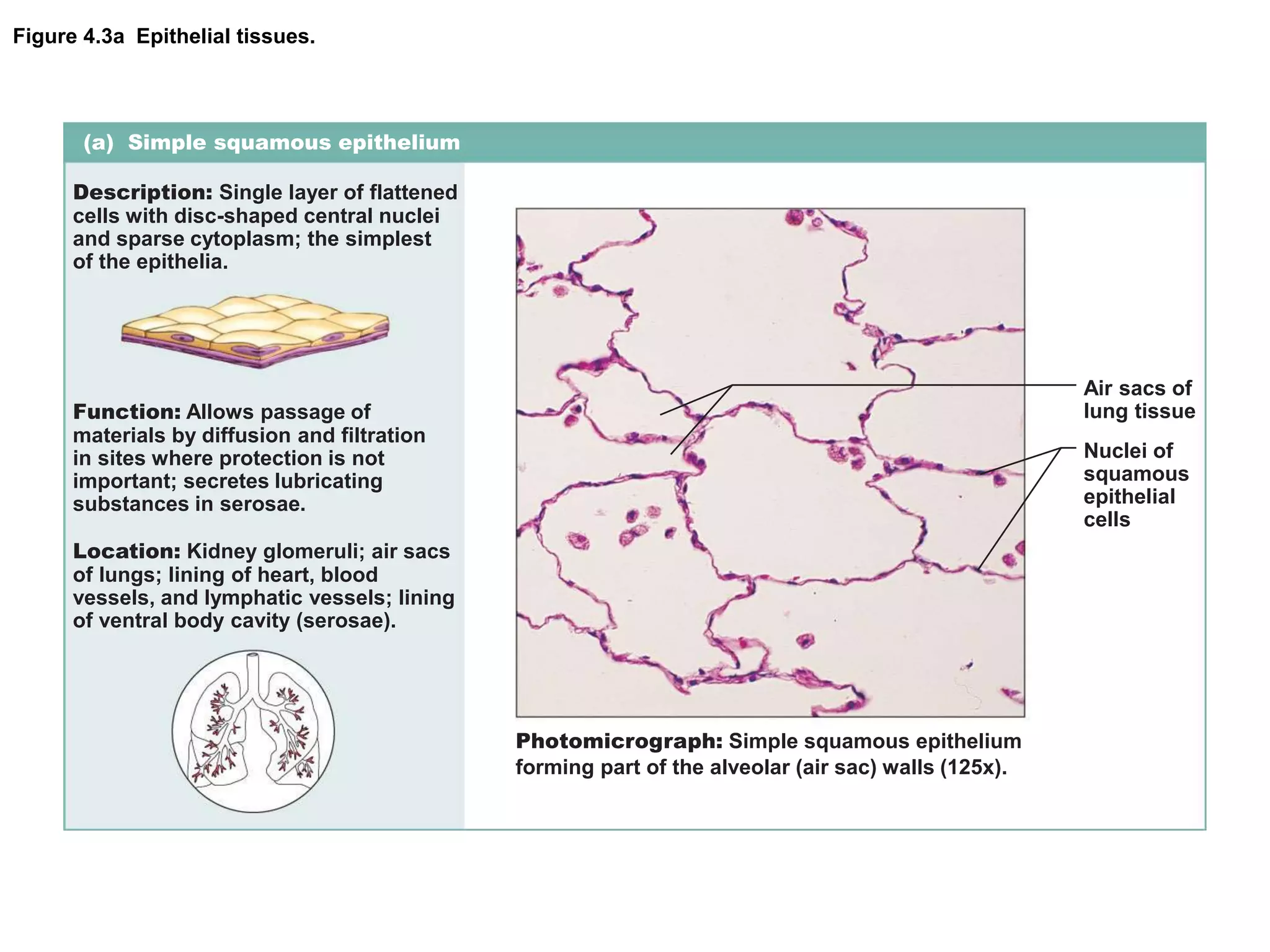 Figure 4.3a Epithelial tissues.
(a) Simple squamous epithelium
Description: Single layer of flattened
cells with disc-shaped central nuclei
and sparse cytoplasm; the simplest
of the epithelia.
Function: Allows passage of
materials by diffusion and filtration
in sites where protection is not
important; secretes lubricating
substances in serosae.
Location: Kidney glomeruli; air sacs
of lungs; lining of heart, blood
vessels, and lymphatic vessels; lining
of ventral body cavity (serosae).
Photomicrograph: Simple squamous epithelium
forming part of the alveolar (air sac) walls (125x).
Air sacs of
lung tissue
Nuclei of
squamous
epithelial
cells
 
