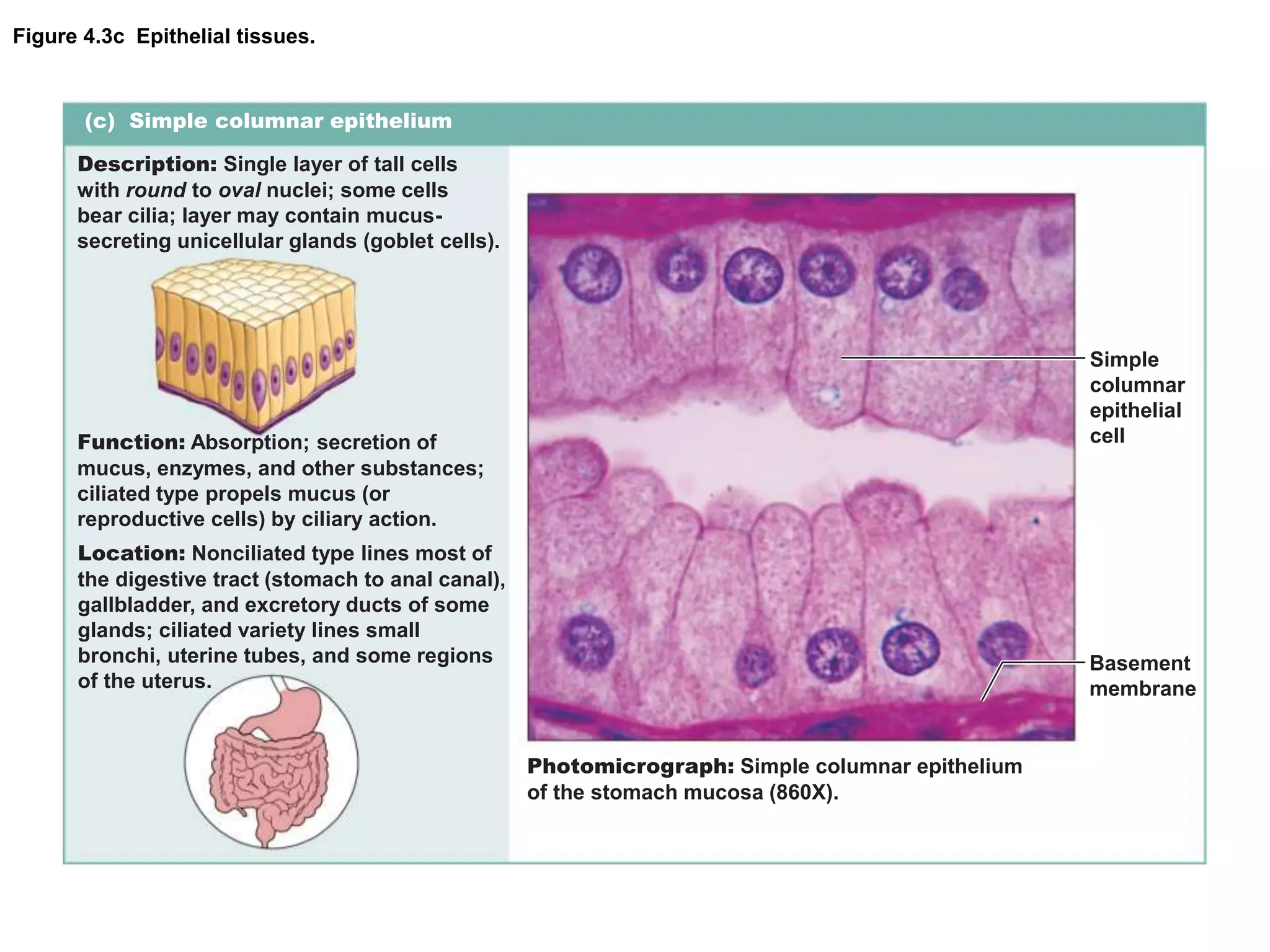 Figure 4.3c Epithelial tissues.
(c) Simple columnar epithelium
Description: Single layer of tall cells
with round to oval nuclei; some cells
bear cilia; layer may contain mucus-
secreting unicellular glands (goblet cells).
Function: Absorption; secretion of
mucus, enzymes, and other substances;
ciliated type propels mucus (or
reproductive cells) by ciliary action.
Location: Nonciliated type lines most of
the digestive tract (stomach to anal canal),
gallbladder, and excretory ducts of some
glands; ciliated variety lines small
bronchi, uterine tubes, and some regions
of the uterus.
Photomicrograph: Simple columnar epithelium
of the stomach mucosa (860X).
Simple
columnar
epithelial
cell
Basement
membrane
 