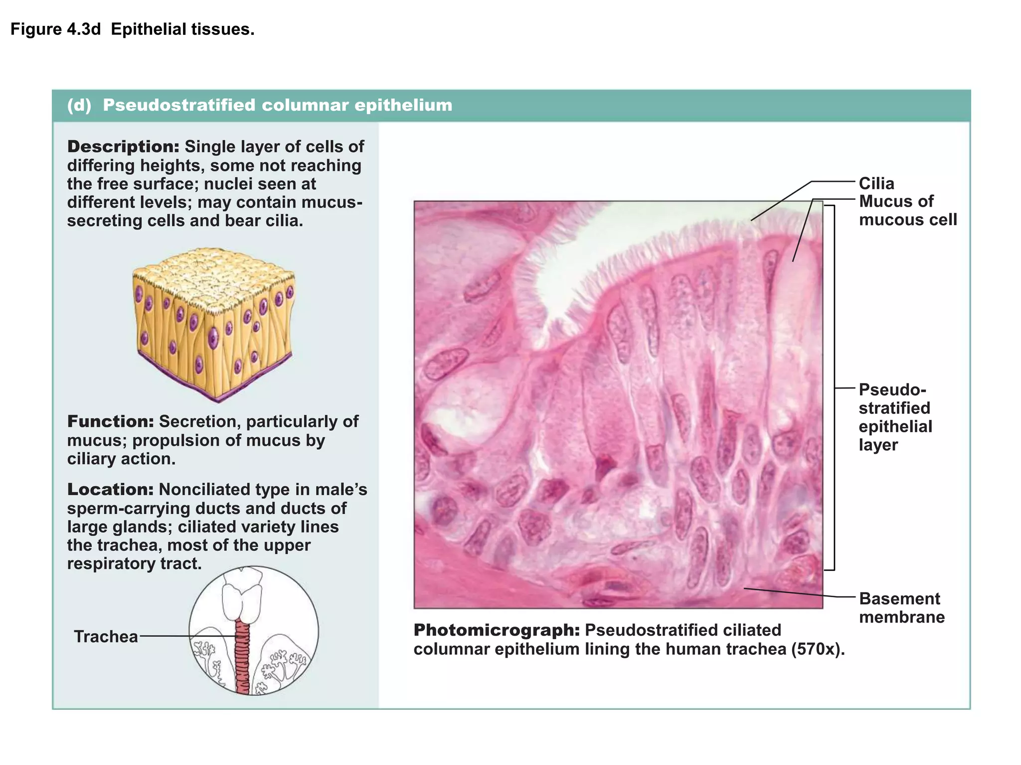 Figure 4.3d Epithelial tissues.
(d) Pseudostratified columnar epithelium
Description: Single layer of cells of
differing heights, some not reaching
the free surface; nuclei seen at
different levels; may contain mucus-
secreting cells and bear cilia.
Function: Secretion, particularly of
mucus; propulsion of mucus by
ciliary action.
Location: Nonciliated type in male’s
sperm-carrying ducts and ducts of
large glands; ciliated variety lines
the trachea, most of the upper
respiratory tract.
Photomicrograph: Pseudostratified ciliated
columnar epithelium lining the human trachea (570x).
Trachea
Cilia
Pseudo-
stratified
epithelial
layer
Basement
membrane
Mucus of
mucous cell
 