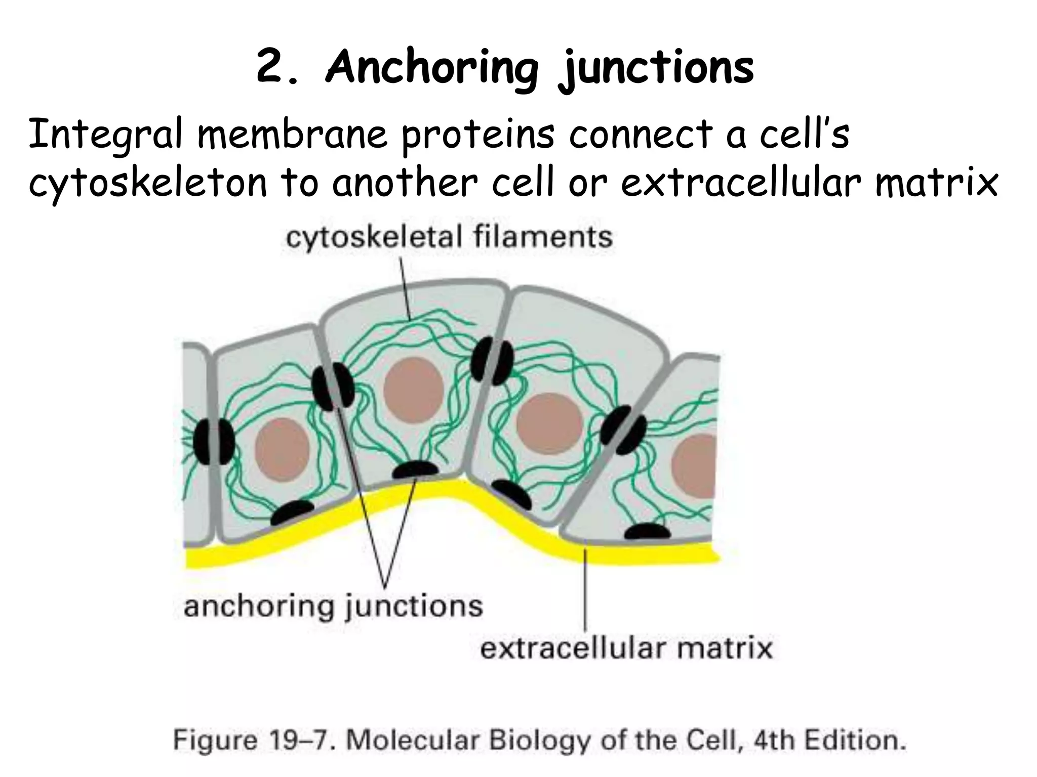 2. Anchoring junctions
Integral membrane proteins connect a cell’s
cytoskeleton to another cell or extracellular matrix
 