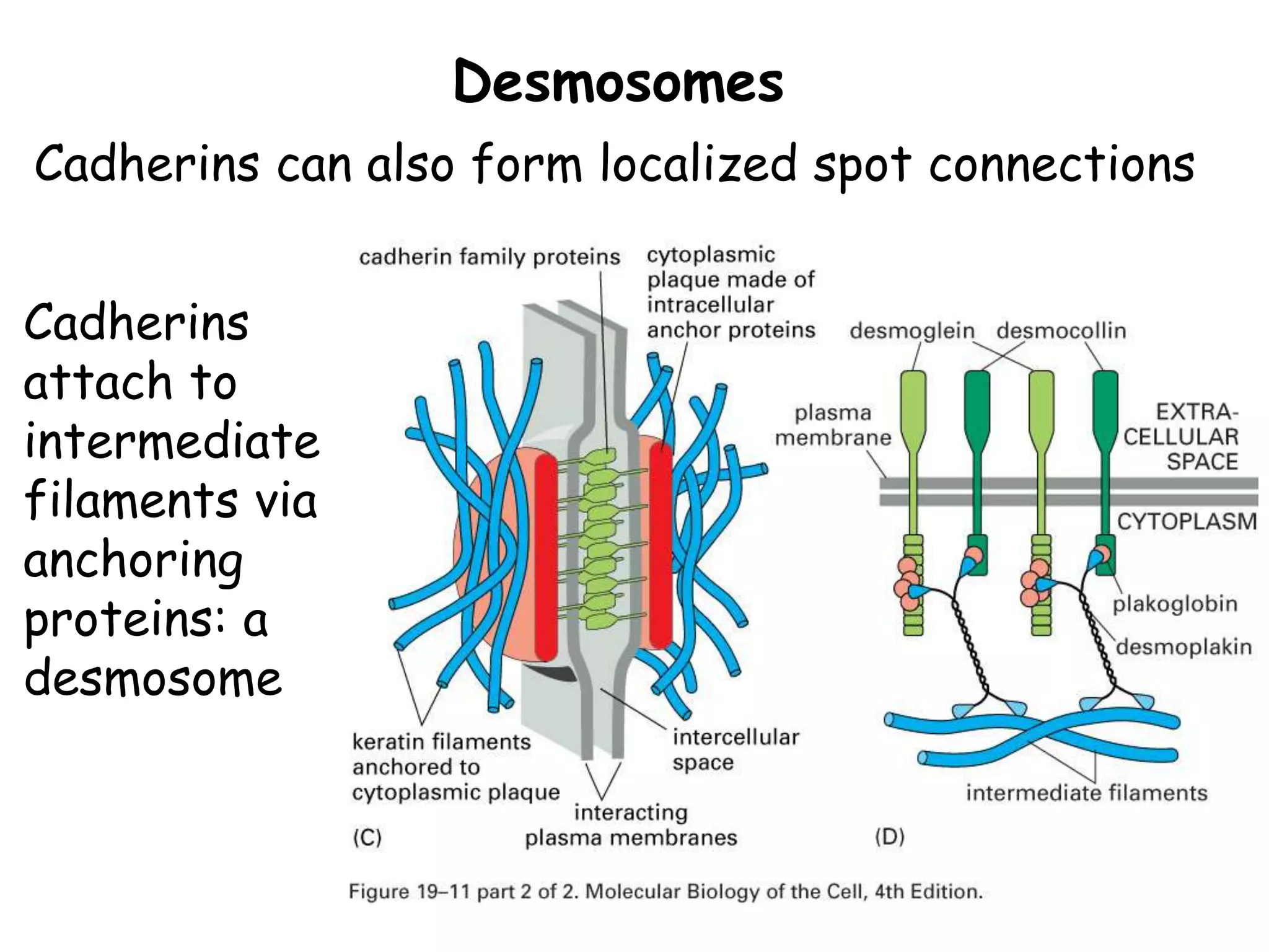 Desmosomes
Cadherins can also form localized spot connections
Cadherins
attach to
intermediate
filaments via
anchoring
proteins: a
desmosome
 