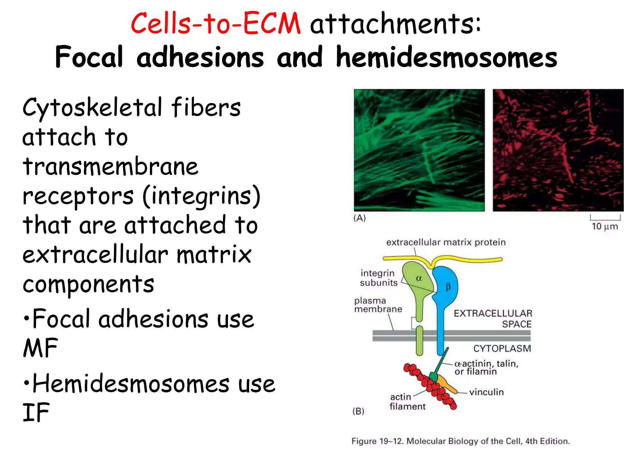 Cells-to-ECM attachments:
Focal adhesions and hemidesmosomes
Cytoskeletal fibers
attach to
transmembrane
receptors (integrins)
that are attached to
extracellular matrix
components
•Focal adhesions use
MF
•Hemidesmosomes use
IF
 