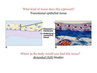 815_Simple-epithelium.ppt