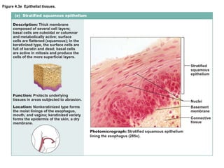 Figure 4.3e Epithelial tissues.
(e) Stratified squamous epithelium
Description: Thick membrane
composed of several cell layers;
basal cells are cuboidal or columnar
and metabolically active; surface
cells are flattened (squamous); in the
keratinized type, the surface cells are
full of keratin and dead; basal cells
are active in mitosis and produce the
cells of the more superficial layers.
Function: Protects underlying
tissues in areas subjected to abrasion.
Location: Nonkeratinized type forms
the moist linings of the esophagus,
mouth, and vagina; keratinized variety
forms the epidermis of the skin, a dry
membrane.
Photomicrograph: Stratified squamous epithelium
lining the esophagus (285x).
Stratified
squamous
epithelium
Nuclei
Basement
membrane
Connective
tissue
 