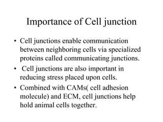 Importance of Cell junction
• Cell junctions enable communication
between neighboring cells via specialized
proteins called communicating junctions.
• Cell junctions are also important in
reducing stress placed upon cells.
• Combined with CAMs( cell adhesion
molecule) and ECM, cell junctions help
hold animal cells together.
 