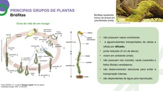 Diversidade e Evolução das Plantas: Características, Grupos e Ciclo de ...