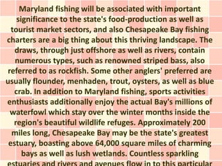 Maryland fishing will be associated with important
    significance to the state's food-production as well as
  tourist market sectors, and also Chesapeake Bay fishing
charters are a big thing about this thriving landscape. The
   draws, through just offshore as well as rivers, contain
   numerous types, such as renowned striped bass, also
referred to as rockfish. Some other anglers' preferred are
usually flounder, menhaden, trout, oysters, as well as blue
   crab. In addition to Maryland fishing, sports activities
enthusiasts additionally enjoy the actual Bay's millions of
 waterfowl which stay over the winter months inside the
   region's beautiful wildlife refuges. Approximately 200
  miles long, Chesapeake Bay may be the state's greatest
 estuary, boasting above 64,000 square miles of charming
      bays as well as lush wetlands. Countless sparkling
 