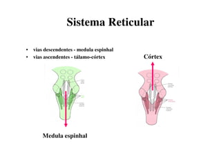 Sistema Reticular
• vias descendentes - medula espinhal
• vias ascendentes - tálamo-córtex
Medula espinhal
Córtex
 