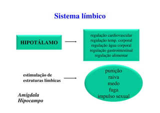 HIPOTÁLAMO
regulação cardiovascular
regulação temp. corporal
regulação água corporal
regulação gastrointestinal
regulação alimentar
Amígdala
Hipocampo
estimulação de
estruturas límbicas
punição
raiva
medo
fuga
impulso sexual
Sistema límbico
 