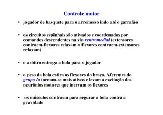 Controle motor
• jogador de basquete para o arremesso indo até o garrafão
• os circuitos espinhais são ativados e coordenados por
comandos descendentes na via ventromedial (extensores
contraem-flexores relaxam = flexores contraem-extensores
relaxam)
• o arbitro entrega a bola para o jogador
• o peso da bola estira os flexores do braço. Aferentes do
grupo Ia tornam-se mais ativos e levam a excitação dos
neurônios motores que inervam os flexores
• os músculos contraem para segurar a bola contra a
gravidade
 