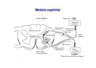 Medula espinhal
 