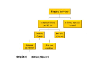 parassimpático
simpático
Sistema nervoso
Sistema nervoso
periférico
Sistema nervoso
central
Divisão
eferente
Divisão
aferente
Sistema
autônomo
Sistema
somático
 