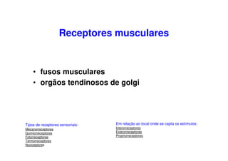 Receptores musculares
• fusos musculares
• orgãos tendinosos de golgi
Em relação ao local onde se capta os estímulos:
Interorreceptores
Exterorreceptores
Propriorreceptores
Tipos de receptores sensoriais:
Mecanorreceptores
Quimiorreceptores
Fotorreceptores
Termorreceptores
Nociceptores
 