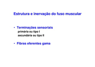 Estrutura e inervação do fuso muscular
• Terminações sensoriais
primária ou tipo I
secundária ou tipo II
• Fibras eferentes gama
 