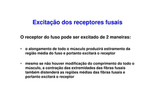 Excitação dos receptores fusais
O receptor do fuso pode ser excitado de 2 maneiras:
• o alongamento de todo o músculo produzirá estiramento da
região média do fuso e portanto excitará o receptor
• mesmo se não houver modificação do comprimento do todo o
músculo, a contração das extremidades das fibras fusais
também distenderá as regiões médias das fibras fusais e
portanto excitará o receptor
 