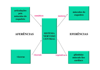 SISTEMA
NERVOSO
CENTRAL
articulações
pele
músculos do
esqueleto
vísceras
músculos do
esqueleto
glândulas
músculo liso
cardíaco
AFERÊNCIAS
AFERÊNCIAS EFERÊNCIAS
EFERÊNCIAS
somáticas
viscerais
motoras
vegetativas
 